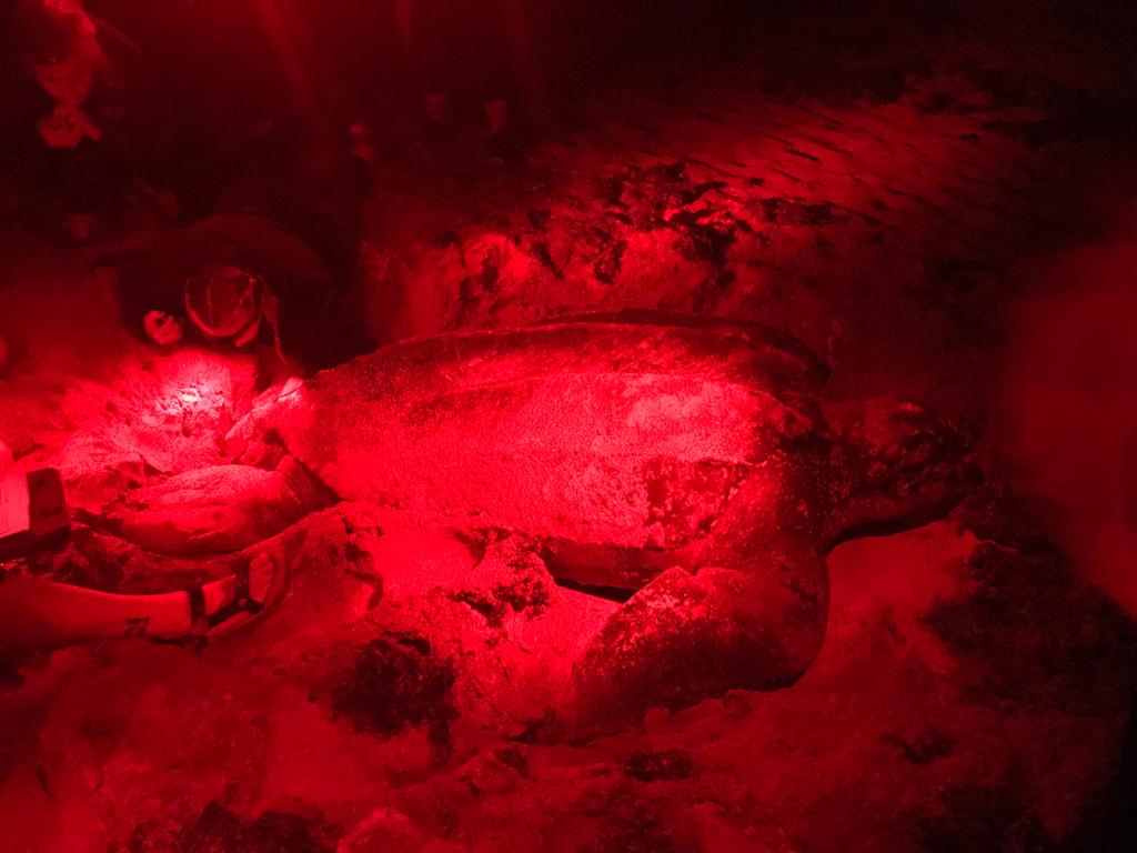 04.04.2019 Lederr&uuml;ckenschildkr&ouml;te 1